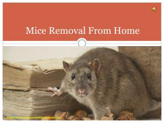 Mice Removal From Home