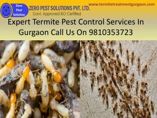Expert termite pest control services in gurgaon call us on 9810353723