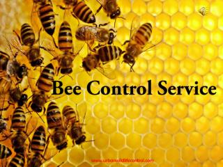 Bee Control Service