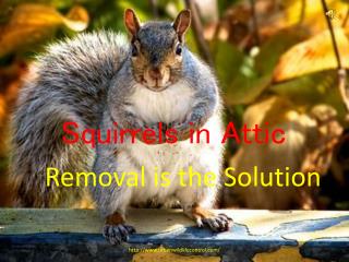 Squirrels in Attic
