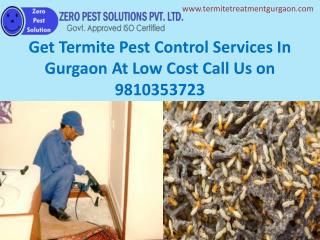Get Termite Pest Control Services In Gurgaon At Low Cost Call Us 9810353723