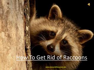 How To Get Rid of Raccoons?