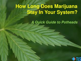 How Long Does Marijuana Stay In Your System