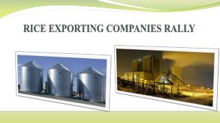 Rice exporting companies rally