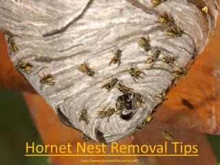 Hornet Nest Removal Tips
