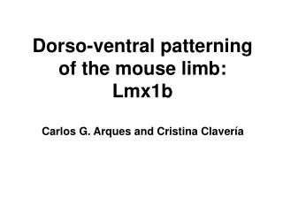 Dorso-ventral patterning of the mouse limb: Lmx1b