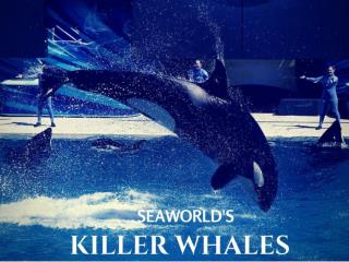 SeaWorld's killer whales