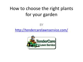 How to choose the right plants for your garden