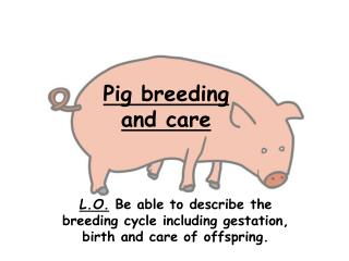 Pig breeding and care