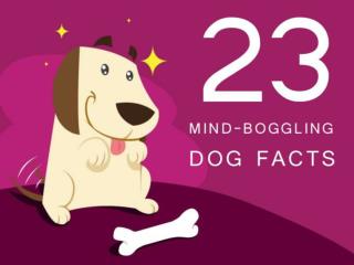 23 Mind Boggling Facts about Dog