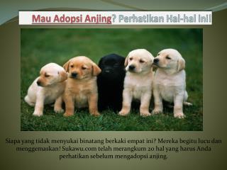 Mau Adopsi Anjing? Perhatikan Hal-hal ini!
