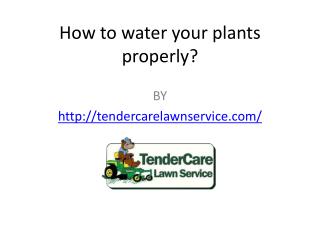 How to water your plants properly?