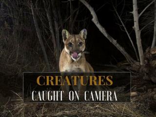 Creatures caught on camera