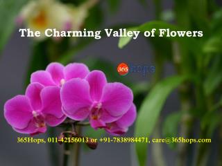 The Charming Valley of Flowers