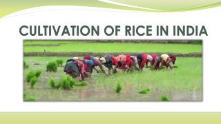 CULTIVATION OF RICE IN INDIA