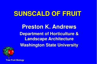 SUNSCALD OF FRUIT