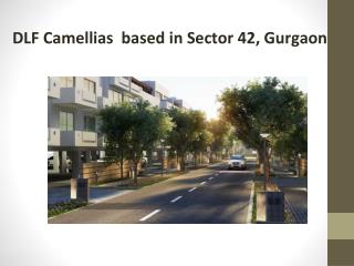 DLF Camellias