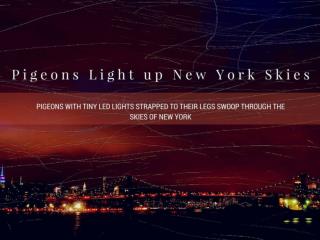 Pigeons light up New York skies