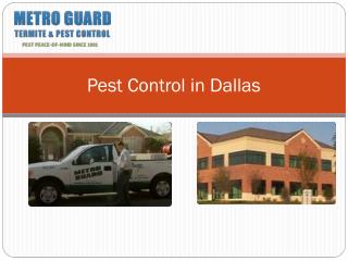Pest Control in Dallas