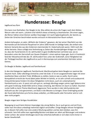 Hunderasse Beagle