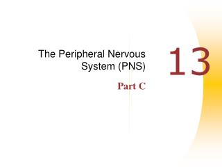 The Peripheral Nervous System (PNS) Part C