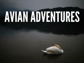 Avian adventures