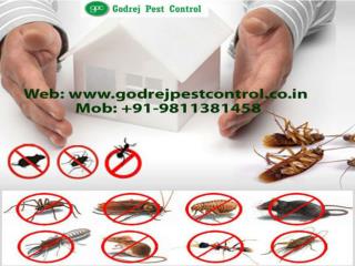 Professional pest control noida call 9811381458