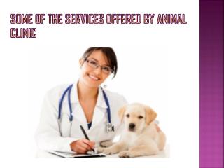 Some of the Services Offered By Animal Clinic