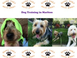 Dog Training Marlton