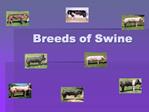 Breeds of Swine