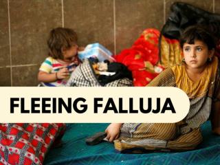Fleeing Falluja