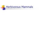 Herbivorous Mammals