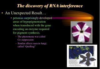 The discovery of RNA interference