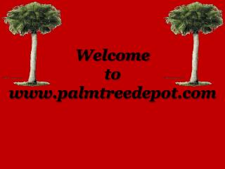 Sabal Palms For Sale