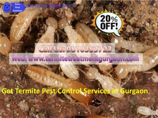 Get termite pest control services in gurgaon call 9810353723