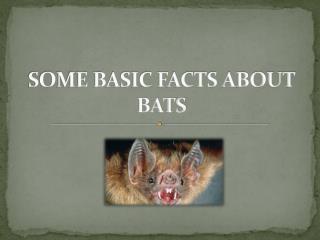 Some Basic Facts about Bats