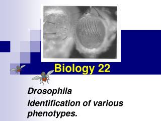 Biology 22