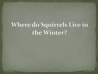 Where do Squirrels Live in the Winter?