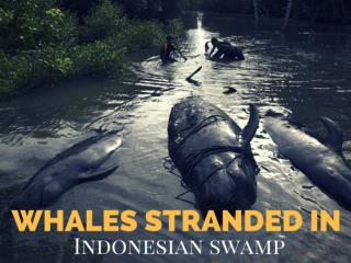 Whales stranded in Indonesian swamp