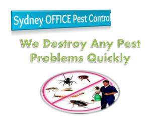 We Destroy Any Pest Problems Quickly