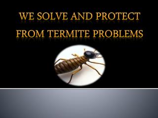 We solve and protect from Termite Problems