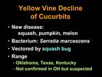 Yellow Vine Decline of Cucurbits