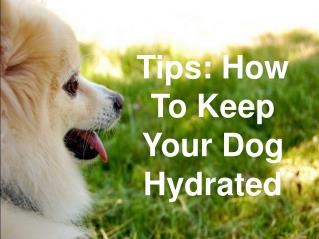 Tips: How To Keep Your Dog Hydrated