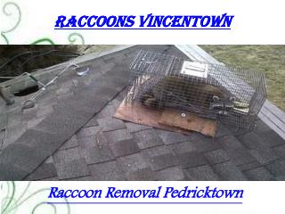 Raccoons Vincentown