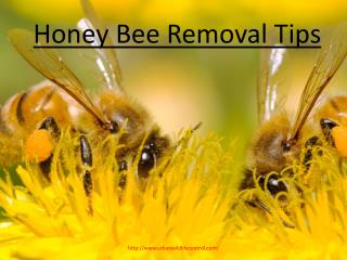 Honey Bee Removal Tips