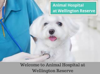 Animal Hospital And Pet Boarding Services In Wellington