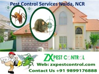 Pest Control Services Noida, NCR Call 9899176888
