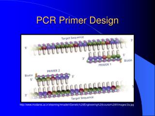 PPT - PCR Primer Design PowerPoint Presentation, Free Download - ID:737169