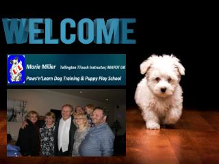 Dog And Puppy Training Classes in Nuneaton By Paws n Learn, UK