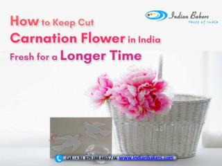 How to keep cut carnation flower in India fresh for a longer time?